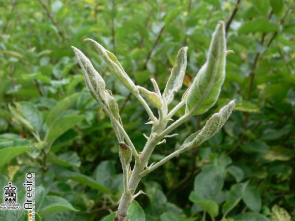 Podosphaera leucotricha - Gromo de maceira con oidio